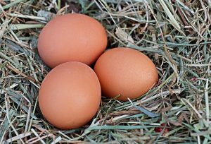 Rischi tossicità uova contaminate
